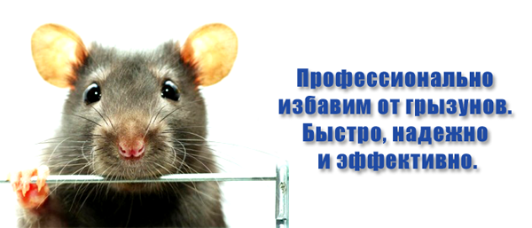 служба дератизации мышей