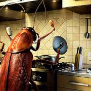 тараканы на кухне