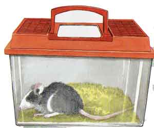 приманочный ящик для мышей