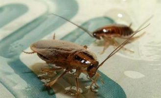 Что такое барьер от тараканов?