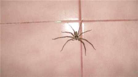 паук в ванной.jpg